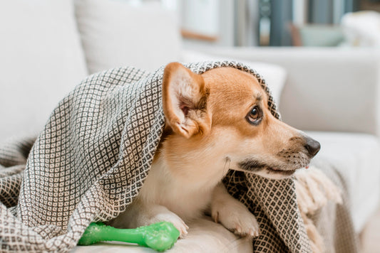 Best Recovery Food for Dogs in the Philippines: What to Feed After Surgery and Illness