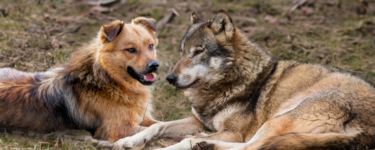 Better Dog Nutrition: Inside the Willow and Wolf Journey