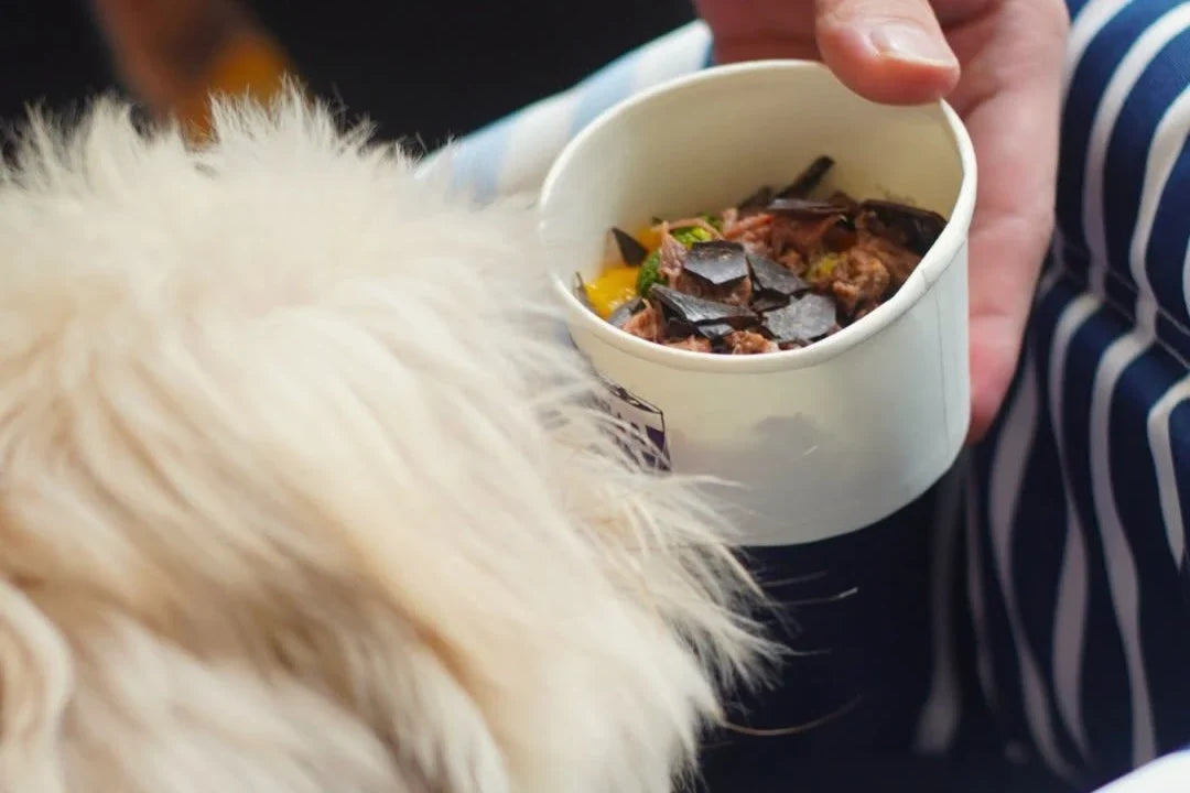 Dog Nutrition: What Affects Your Dog’s Daily Nutritional Needs?