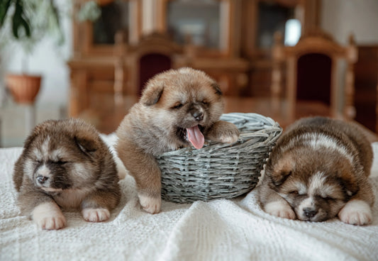 Dog Food for Puppies: Signs You Need to Change Your Puppy’s Diet