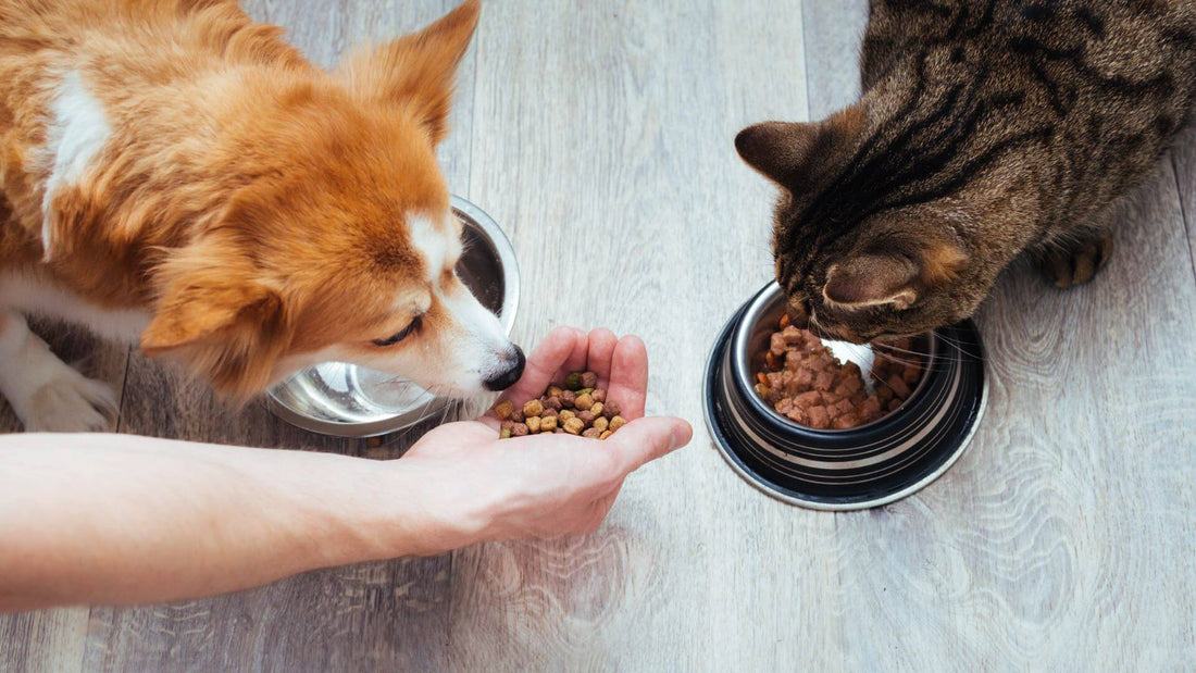 The Best Pet Feeding Schedule for Your Dog or Cat
