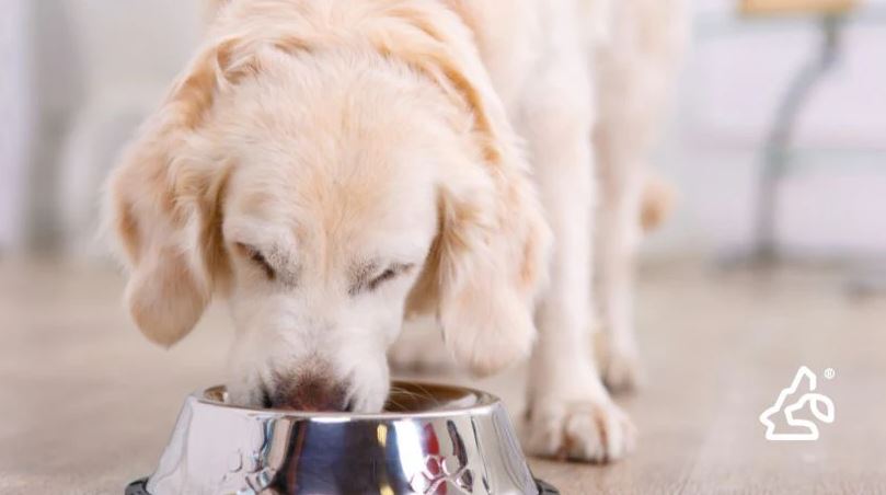 Stop Guessing: The Best Food for Dogs Based on Their Needs