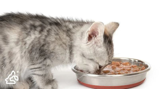 Is Cat Food with Human-Grade Ingredients Worth the Hype?