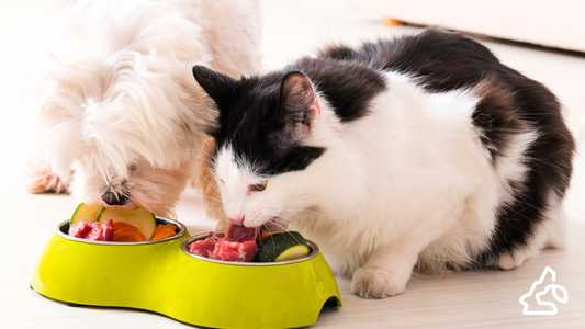 Defining Human-Grade Quality Pet Food