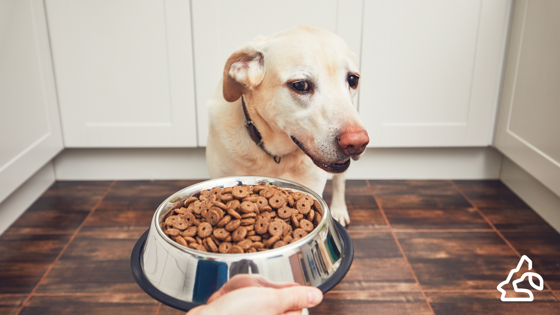 5 Facts to Select the Ideal Dog & Cat Food (Find Out How)