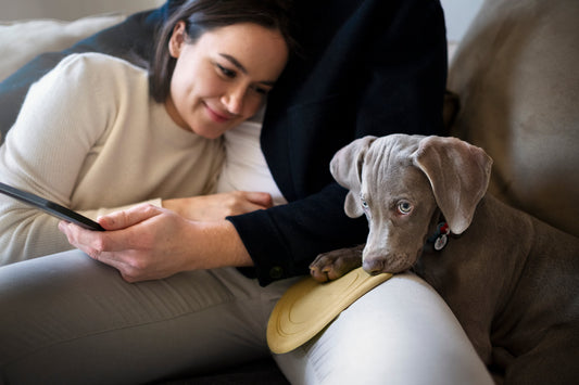 How Loyalty Points Help You Save on Premium Pet Food