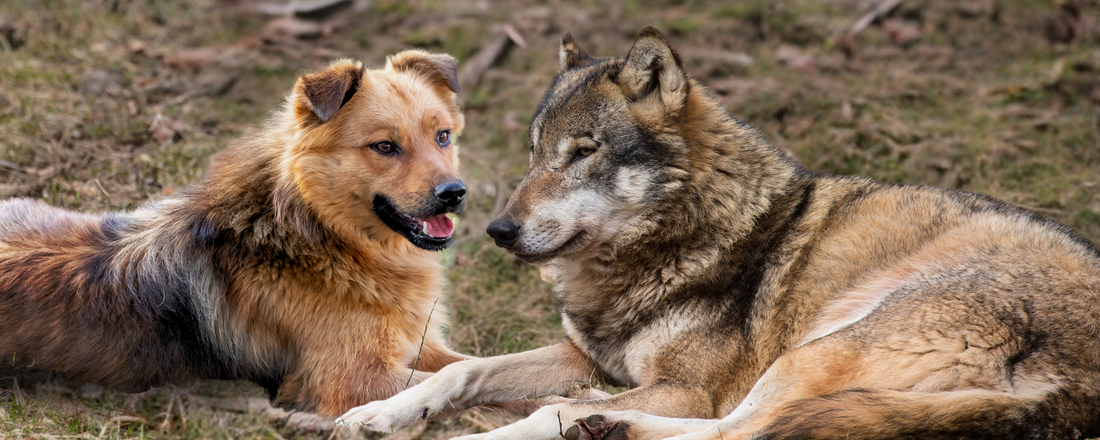 A Natural Diet and Its Impact on Dental Health: Lessons from Wolves for Our Domestic Dogs